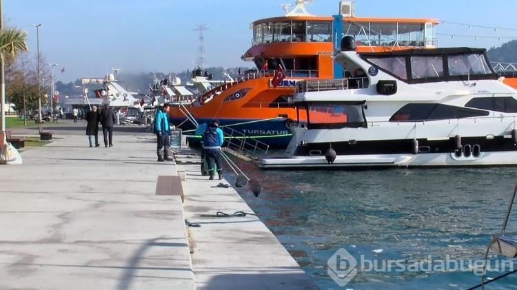 Boğaz'da denizanası yoğunluğu
