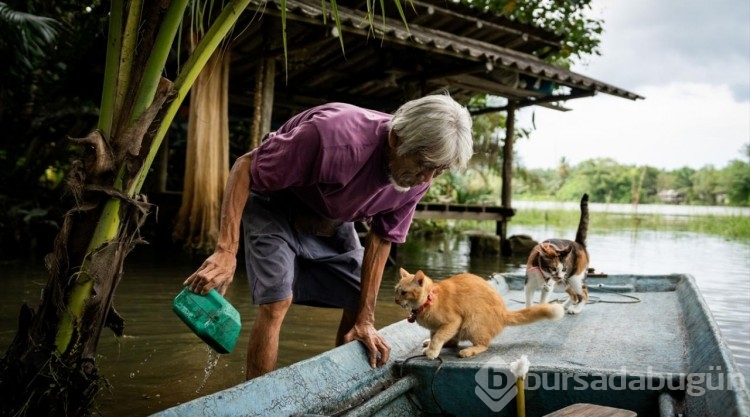 Tayland'ın güneyinde sokak kedilerine sahip çıkan "Kedi Balıkçısı"