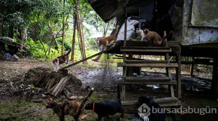 Tayland'ın güneyinde sokak kedilerine sahip çıkan "Kedi Balıkçısı"