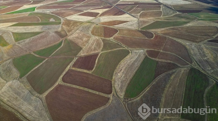 Aydıntepe Ovası'ndaki tarlalar güzel görüntü sunuyor
