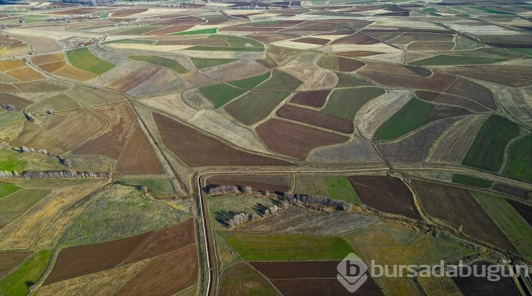 Aydıntepe Ovası'ndaki tarlalar güzel görüntü sunuyor
