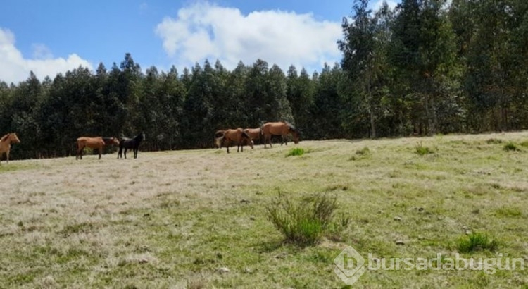 8 gözlü yeni bir tür bulundu