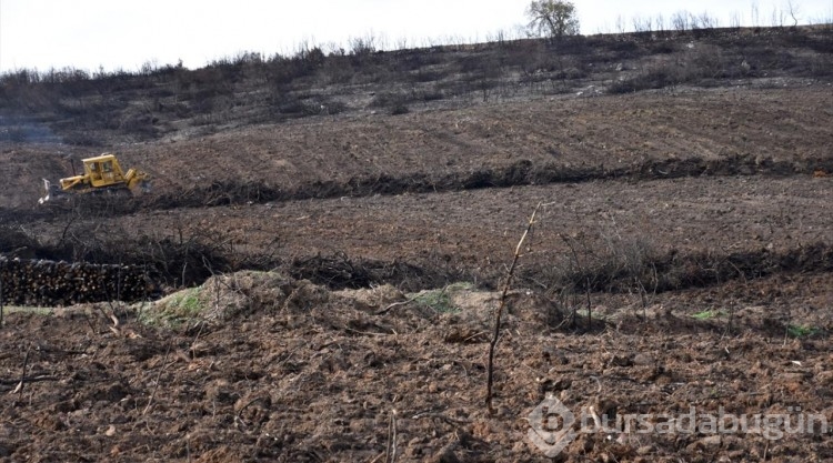 Bursa'da 4 ay önce yanan ormanlık alanlar ağaçlandırılıyor
