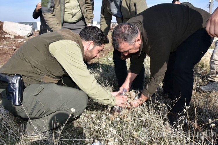 Fil alarmından sonra şimdi de kayıp aslan yavrusu ihbarı
