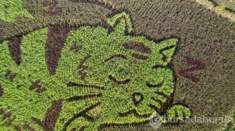Tarlasına kedi tasarımları yapıyor