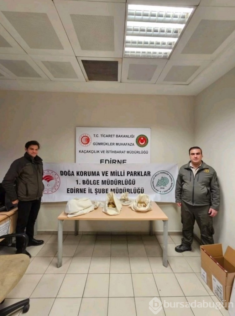 Türkiye'ye 33 tehlikeli piton soktu: Cezası 26 bin lira