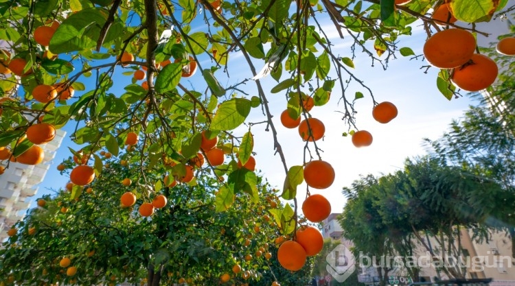 Antalya turuncuya büründü