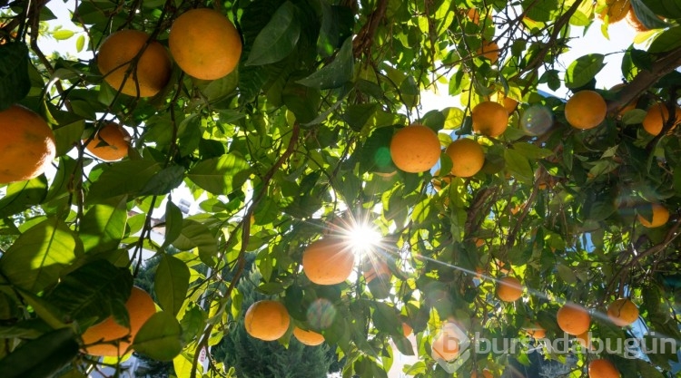 Antalya sokakları turunçlarla güzelleşti
