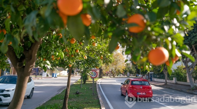 Antalya sokakları turunçlarla güzelleşti

