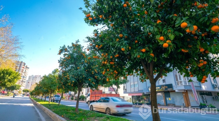 Antalya sokakları turunçlarla güzelleşti
