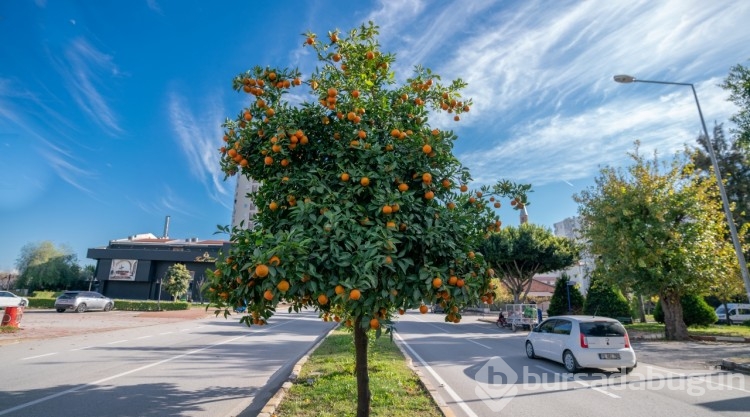 Antalya sokakları turunçlarla güzelleşti
