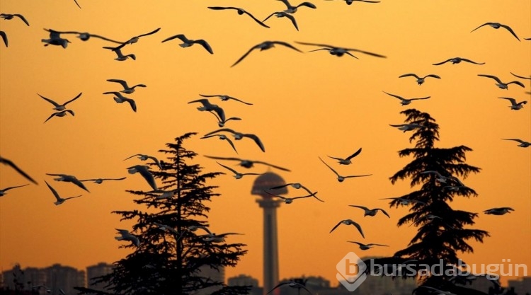Ankara'nın denize hasret martıları
