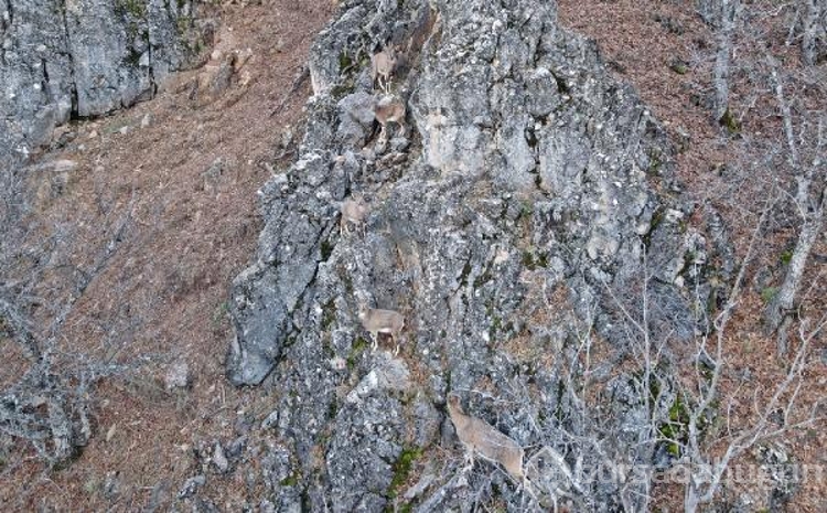 Tunceli'de ekipler gece gündüz dağlarda kaçak avcı peşinde