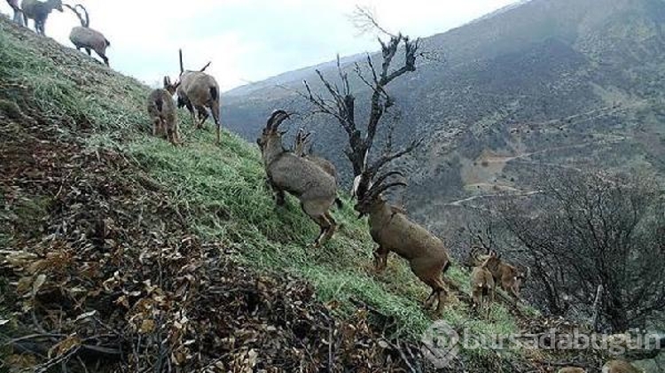 Tunceli'de ekipler gece gündüz dağlarda kaçak avcı peşinde