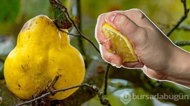 Ayva yerken üzerine bir de limon sıkmanın faydası!