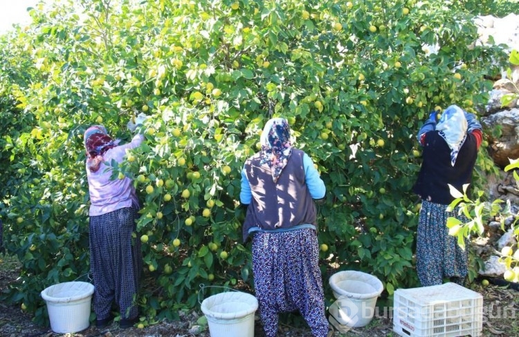Bu meyve ülke ihtiyacının yüzde 65'ini karşılıyor, 60 ülkeye ihraç ediliyor