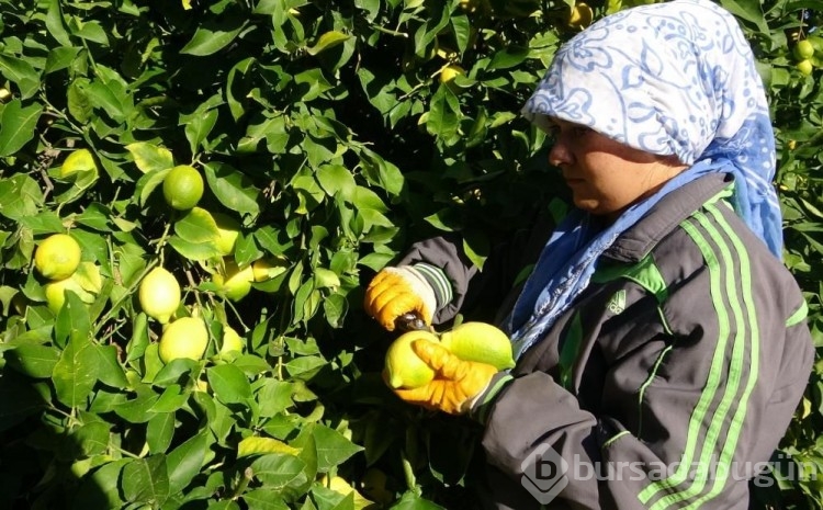 Bu meyve ülke ihtiyacının yüzde 65'ini karşılıyor, 60 ülkeye ihraç ediliyor