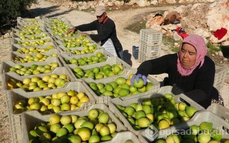 Bu meyve ülke ihtiyacının yüzde 65'ini karşılıyor, 60 ülkeye ihraç ediliyor