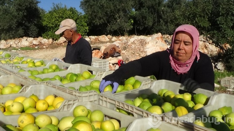 Mersin'de tescilli Lamas limonunda hasat başladı
