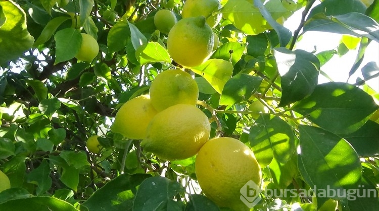 Mersin'de tescilli Lamas limonunda hasat başladı

