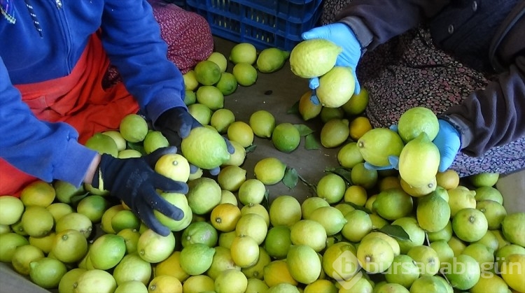 Mersin'de tescilli Lamas limonunda hasat başladı
