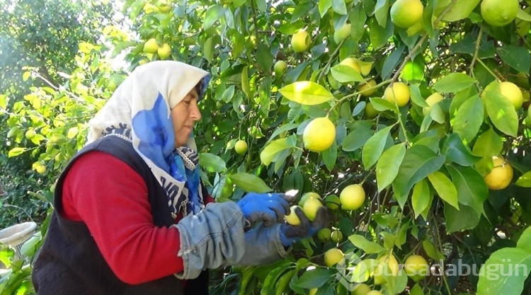 Mersin'de tescilli Lamas limonunda hasat başladı
