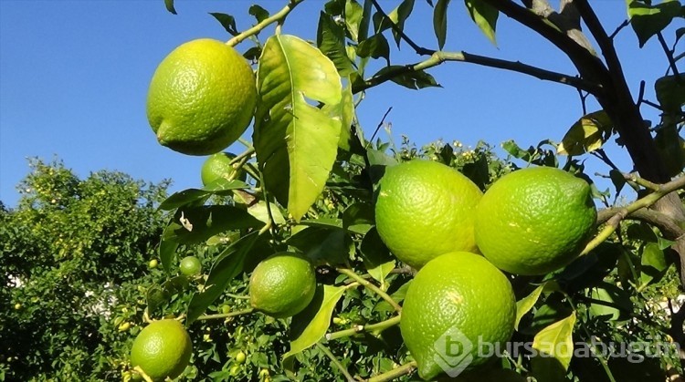Mersin'de tescilli Lamas limonunda hasat başladı

