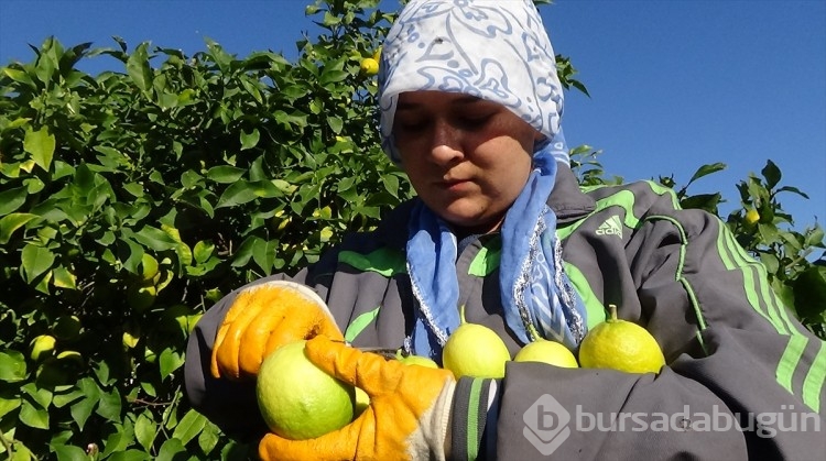Mersin'de tescilli Lamas limonunda hasat başladı
