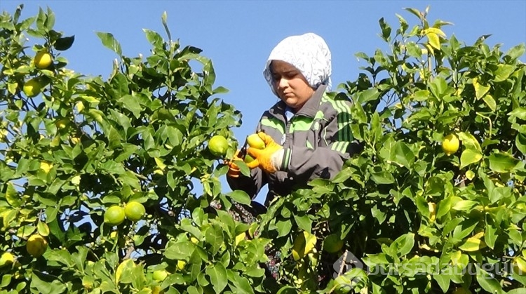 Mersin'de tescilli Lamas limonunda hasat başladı
