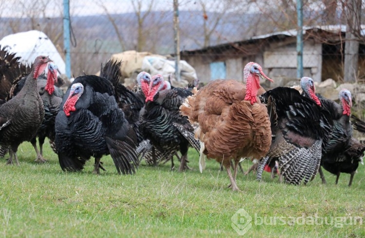 Yılbaşı öncesi hindiye talep arttı, siparişlere yetişmekte zorlanıyorlar