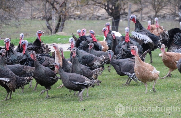 Yılbaşı öncesi hindiye talep arttı, siparişlere yetişmekte zorlanıyorlar