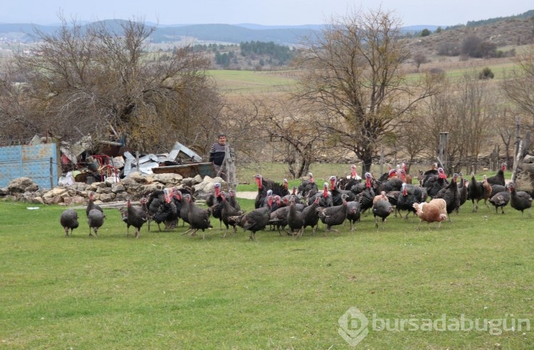 Yılbaşı öncesi hindiye talep arttı, siparişlere yetişmekte zorlanıyorlar