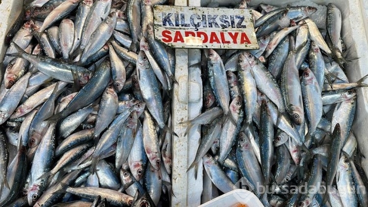 Sardalya ve hamside bolluk balıkçıların yüzünü güldürdü!