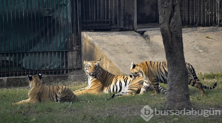 Hindistan'da yavru Bengal Kaplanı ziyaretçilerini bekliyor
