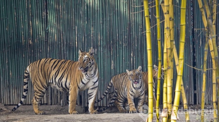 Hindistan'da yavru Bengal Kaplanı ziyaretçilerini bekliyor
