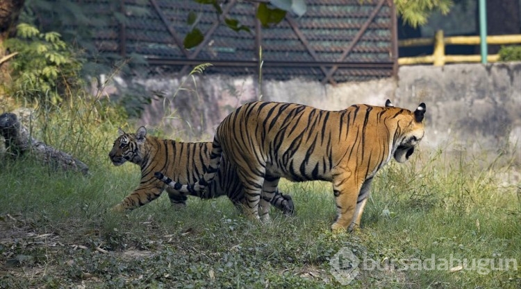 Hindistan'da yavru Bengal Kaplanı ziyaretçilerini bekliyor

