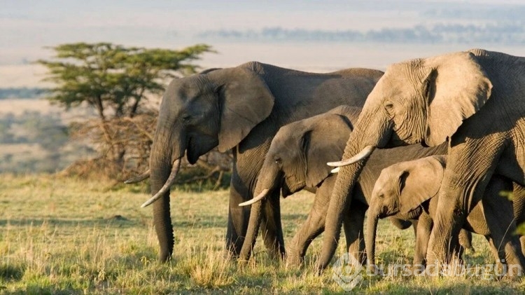 Kenya turistlere vize zorunluluğunu kaldırdı