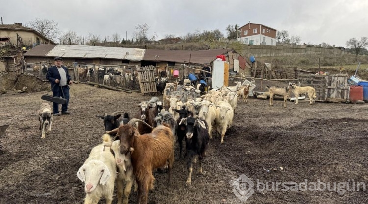 Müzisyen çoban kaval yerine çan çalıyor
