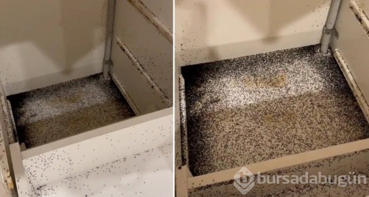 Mutfaktaki manzara kadını, dehşete düşürdü