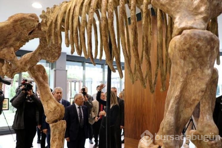 Kayseri'de bulunan 7,5 milyon yıllık fosillerden 1000'e yakını sergilenecek 
