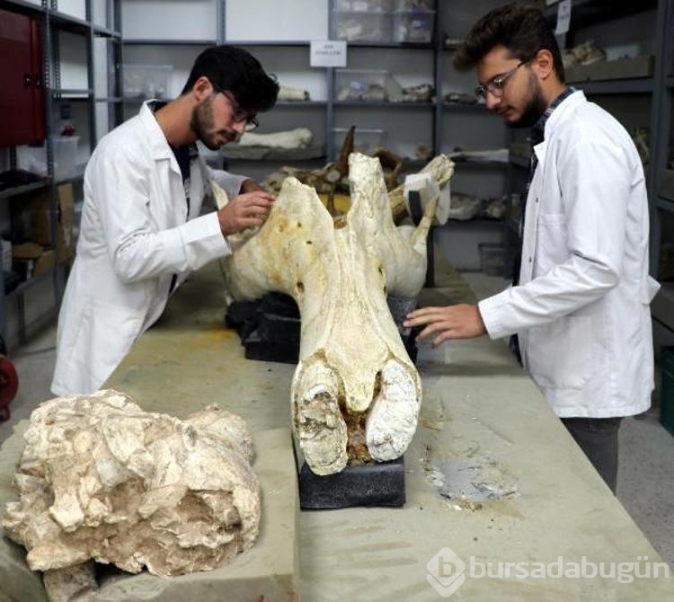 Kayseri'de bulunan 7,5 milyon yıllık fosillerden 1000'e yakını sergilenecek 
