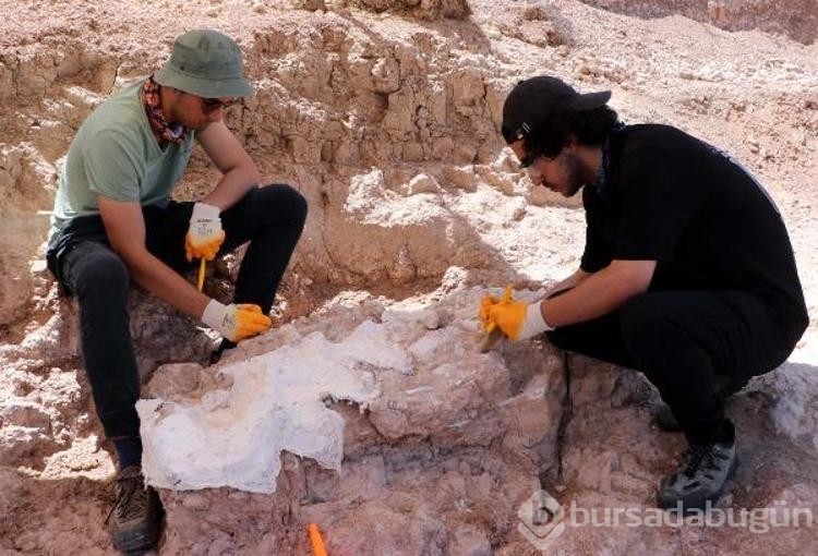 Kayseri'de bulunan 7,5 milyon yıllık fosillerden 1000'e yakını sergilenecek 
