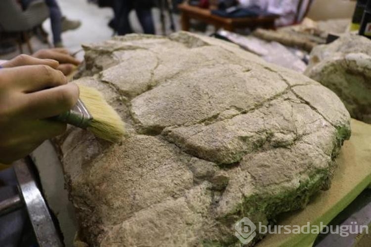Kayseri'de bulunan 7,5 milyon yıllık fosillerden 1000'e yakını sergilenecek 
