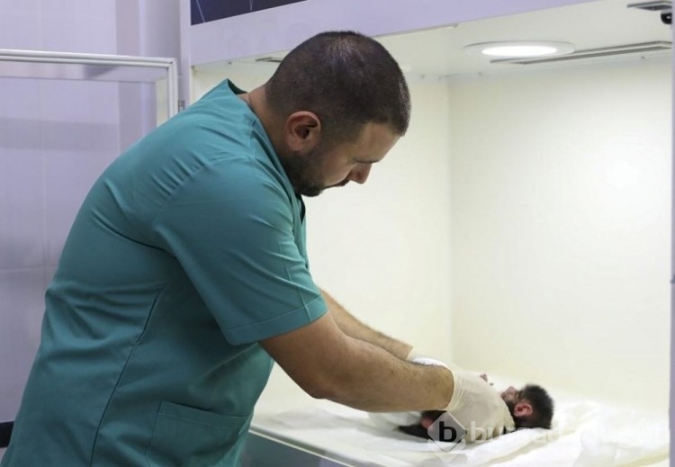 Yavru babunu annesi kabul etmeyince veterinerler bakmaya başladı
