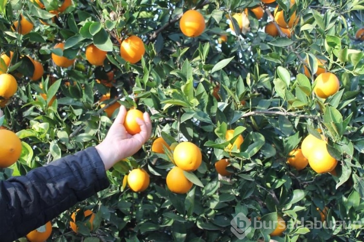Bahçede 3 TL, markette 45 TL