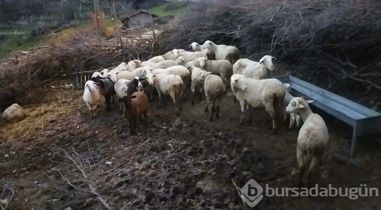 Ağıla giren komşunun koyunlara yaptığı güvenlik kamerası ile ortaya çıktı