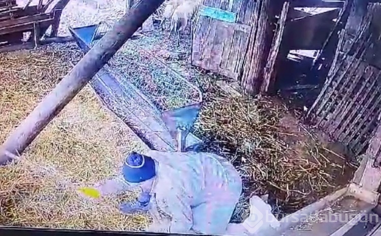 Ağıla giren komşunun koyunlara yaptığı güvenlik kamerası ile ortaya çıktı