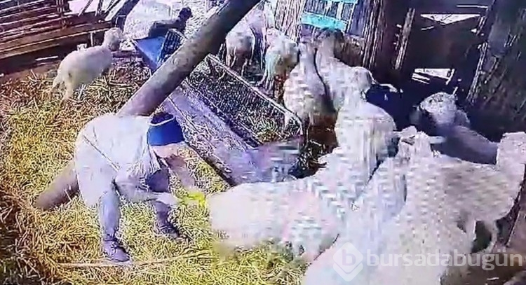 Ağıla giren komşunun koyunlara yaptığı güvenlik kamerası ile ortaya çıktı