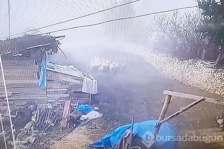 Ağıla giren komşunun koyunlara yaptığı güvenlik kamerası ile ortaya çıktı