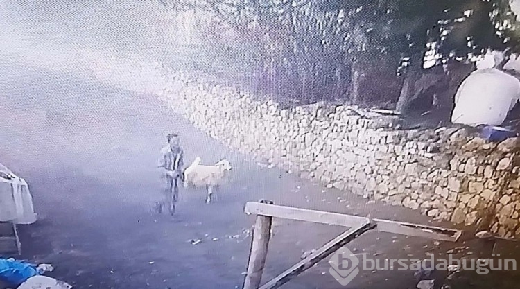 Ağıla giren komşunun koyunlara yaptığı güvenlik kamerası ile ortaya çıktı